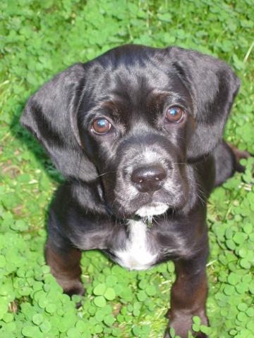 Black and white puppy standing on a patch of clovers.